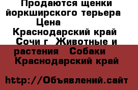 Продаются щенки йоркширского терьера  › Цена ­ 10 000 - Краснодарский край, Сочи г. Животные и растения » Собаки   . Краснодарский край